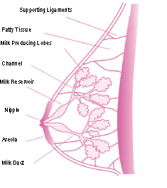 diagram of breast