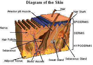 Diagram of skin