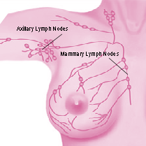 diagram of lymph nodes of breast