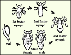diagram of life cycle of head louse