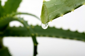 Aloe vera leaves